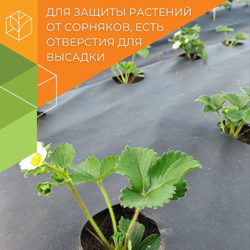 Укрывной материал (спанбонд) рулонный перфорированная мульча плотность 60 UV черный 1,6х100м (3 шах 38х38х8см) Агротекс 3ш