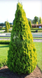 Туя восточная Пирамидалис Ауреа, P9 20-25, без упаковки в контейнере Colorline