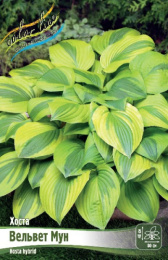 Хоста Вельвет Мун 1шт. Colorline
