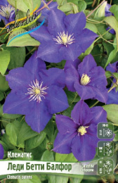 Клематис Леди Бетти Балфор 2шт. Colorline