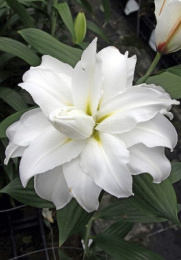 Лилия Roselily Рамона 12/14 1шт. Эконом (ORD) Colorline