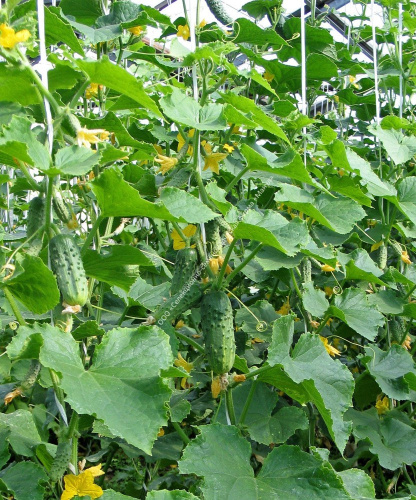 Огурец Балалайка F1 10шт. цветной пакет Манул