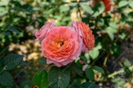 Роза шраб Мами Дитьер, розовый, h-80-100см, d-8-10см Волжский Сад ВС001-459