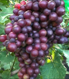 Виноград ранний Олимп Волжский Сад ВС002-229