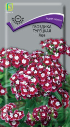 Гвоздика турецкая (бородатая) Лара 0,3г цветной пакет Поиск