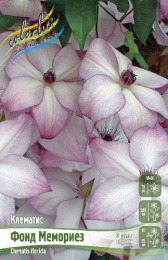 Клематис Фонд Мемориез 1шт. Colorline