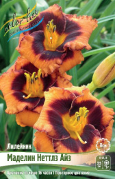 Лилейник Маделин Неттлз Айз 1шт. Colorline