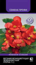 Бегония вечноцветущая Этерна Ред зеленолистная 10шт. цветной пакет Семена Профи Поиск
