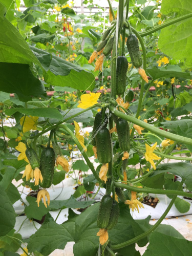 Огурец Матрешка F1 10шт. цветной пакет Манул