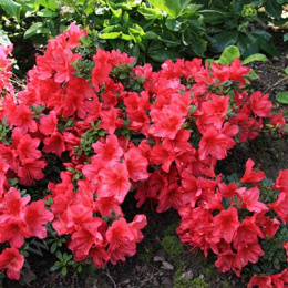 Азалия японская Арабеска, P9,5, без упаковки в контейнере Colorline