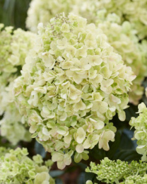 Гортензия метельчатая Бии Хэппи, P12, без упаковки в контейнере Colorline