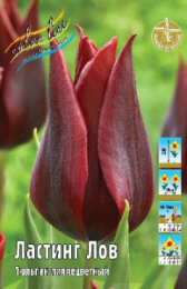 Тюльпан Ластинг Лов  8шт. Colorline