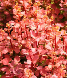 Барбарис Тунберга Оранж Санрайз, P9, в цветной коробке Colorline