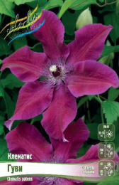Клематис Гуви 2шт. Colorline
