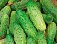 Огурец Родничок F1  30шт. Большая фасовка