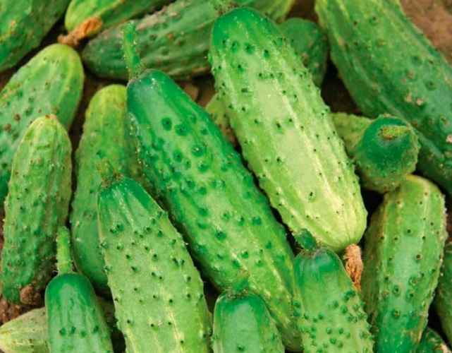 Огурец Родничок F1  30шт. Большая фасовка