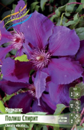 Клематис Полиш Спирит 2шт. Colorline