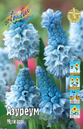 Мускари Азуреум 10шт. Colorline