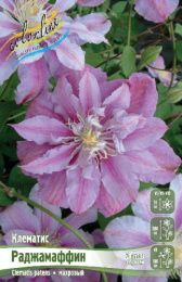 Клематис Раджамаффин 2шт. Colorline