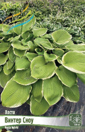 Хоста Винтер Сноу 1шт. Colorline