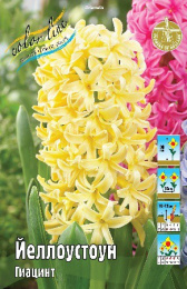 Гиацинт Йеллоустоун 3шт. Colorline