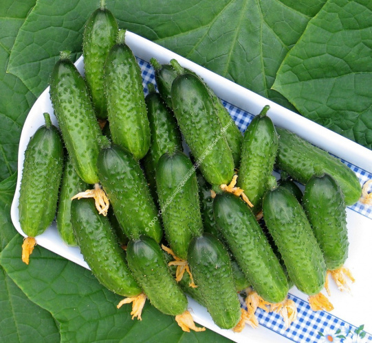 Огурец Буревестник F1 10шт. цветной пакет Манул