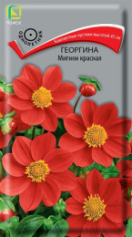 Георгина Мигнон красная 0,2г цветной пакет Поиск