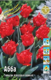 Тюльпан Абба  7шт. Colorline