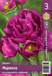 Тюльпан Мариола  2шт. Эконом Colorline