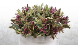 Вейгела Олл Саммер Монэ, P9, в цветной коробке Colorline