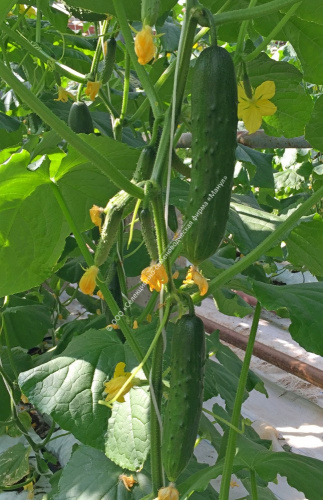 Огурец Емеля F1 10шт. цветной пакет Манул