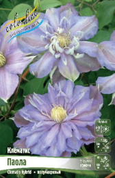 Клематис Паола 2шт. Colorline