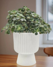 Горшок для цветов пластиковый Бекер со съемным поддоном 2,8л d-17,5см h-19,5см белый 5plast 5PL0733