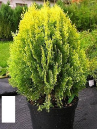 Туя западная Ауреа Нана, P9 20-25, без упаковки в контейнере Colorline