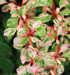 Барбарис Тунберга Наташа, Р9, в цветной коробке Colorline