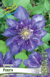 Клематис Роялти 2шт. Colorline