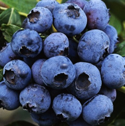 Голубика Дюк, Р9, в цветной коробке Colorline