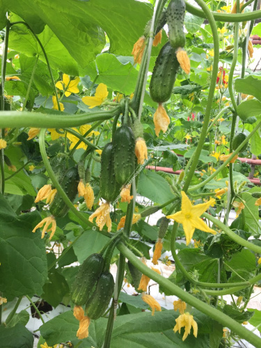 Огурец Матрешка F1 10шт. цветной пакет Манул