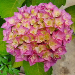 Гортензия крупнолистовая Дабл Пинк Лов, P12, без упаковки в контейнере Colorline