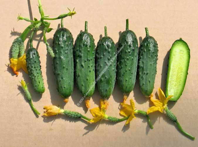 Огурец Балконный F1 10шт. цветной пакет Манул