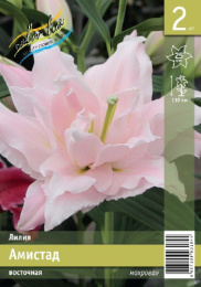 Лилия Амистад 12/14 2шт. Эконом (ORD) Colorline