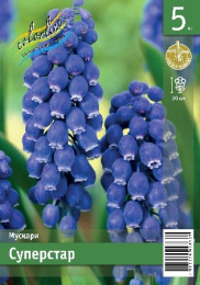 Мускари Суперстар  5шт. Эконом Colorline