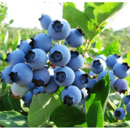 Голубика Спартан, P9, в цветной коробке Colorline