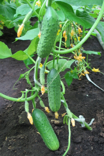 Огурец Амур F1 10шт. цветной пакет Манул