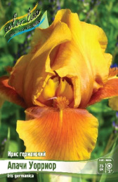 Ирис германский Апачи Уорриор 1шт. Colorline