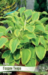 Хоста Голден Тиара 1шт. Colorline