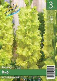 Гладиолус Кио 10/12  3шт. Эконом Colorline