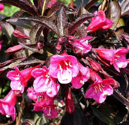 Вейгела цветущая Александра, Р9, в цветной коробке Colorline