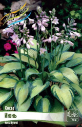 Хоста Июнь 1шт. Colorline