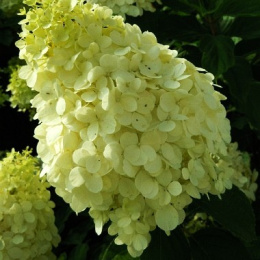 Гортензия метельчатая Полярный Медведь, Р9, в цветной коробке Colorline